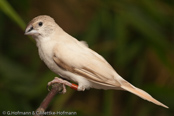 MUTATION-Indian Silverbill, Manon- indiano,, Malabarfasänchen,   (Euodice malabarica), (Lonchura malabarica),  White-throated Munia, stříbrozobka malabarská, Afrikansk Sølvnæb, Capuchino Gorjeador, idänhopeanokka,  Capucin bec-de-plomb,  Söngstrildi,  Becco d'argento indiano,  afurikaginbashi,  アフリカギンバシ, Loodbekje, srebrnodziobek, afrykanski, Амадина серебряноклювая, mníška striebrozobka, Afrikansk silvernäbb