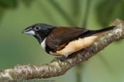 Magpie Mannikin, Freirão,  Riesenelsterchen, (Spermestes fringilloides), (Lonchura fringilloides), Magpie Munia, stračka velká, Stor Skadefinke, Capuchino Urraca, ruskoselkämanikki,   Capucin pie, Cappuccino maggiore, ooshippou, オオシチチョウ, Reuzenekstertje,   mniszka duza, Freirinha-maior, mníška stracia