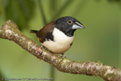 Magpie Mannikin, Freirão,  Riesenelsterchen, (Spermestes fringilloides), (Lonchura fringilloides), Magpie Munia, stračka velká, Stor Skadefinke, Capuchino Urraca, ruskoselkämanikki,   Capucin pie, Cappuccino maggiore, ooshippou, オオシチチョウ, Reuzenekstertje,   mniszka duza, Freirinha-maior, mníška stracia