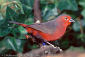 Mali Firefinch, Mali Amarant, Virata, (Lagonosticta virata), amarant kulikoro, Graurückenamarant, Maliamarant, Pinzón Candela Kulikoro, malinruusupeippo, Amarante de Kulikoro, Amaranto di Kuli Koro, hashijirokougyokuchou,  ハシジロコウギョクチョウ,   Kuli Koro-amarant, amarantka skalna, amarant skalný