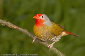 Melba Finch, Melba, Buntastrild, (Pytilia melba), Green-winged Pytilia, ,  astrild pestrý, Broget Astrild, Pinzón Melba, palettipeippo, Beaumarquet, melba, Melba, nishikisuzume, ニシキスズメ, Melba-astrild, melba pstra, Maracachão-d'asa-verde, pytília pestrá