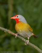 Melba Finch, Melba, Buntastrild, (Pytilia melba), Green-winged Pytilia, ,  astrild pestrý, Broget Astrild, Pinzón Melba, palettipeippo, Beaumarquet, melba, Melba, nishikisuzume, ニシキスズメ, Melba-astrild, melba pstra, Maracachão-d'asa-verde, pytília pestrá