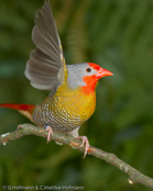 Melba Finch, Melba, Buntastrild, (Pytilia melba), Green-winged Pytilia, ,  astrild pestrý, Broget Astrild, Pinzón Melba, palettipeippo, Beaumarquet, melba, Melba, nishikisuzume, ニシキスズメ, Melba-astrild, melba pstra, Maracachão-d'asa-verde, pytília pestrá