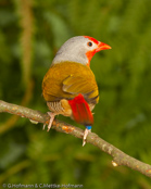 Melba Finch, Melba, Buntastrild, (Pytilia melba), Green-winged Pytilia, ,  astrild pestrý, Broget Astrild, Pinzón Melba, palettipeippo, Beaumarquet, melba, Melba, nishikisuzume, ニシキスズメ, Melba-astrild, melba pstra, Maracachão-d'asa-verde, pytília pestrá