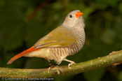 Melba Finch, Melba, Buntastrild, (Pytilia melba), Green-winged Pytilia, ,  astrild pestrý, Broget Astrild, Pinzón Melba, palettipeippo, Beaumarquet, melba, Melba, nishikisuzume, ニシキスズメ, Melba-astrild, melba pstra, Maracachão-d'asa-verde, pytília pestrá