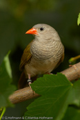 Melba Finch, Melba, Buntastrild, (Pytilia melba), Green-winged Pytilia, ,  astrild pestrý, Broget Astrild, Pinzón Melba, palettipeippo, Beaumarquet, melba, Melba, nishikisuzume, ニシキスズメ, Melba-astrild, melba pstra, Maracachão-d'asa-verde, pytília pestrá