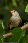 Melba Finch, Melba, Buntastrild, (Pytilia melba), Green-winged Pytilia, ,  astrild pestrý, Broget Astrild, Pinzón Melba, palettipeippo, Beaumarquet, melba, Melba, nishikisuzume, ニシキスズメ, Melba-astrild, melba pstra, Maracachão-d'asa-verde, pytília pestrá