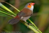 Orange-cheeked Waxbill, Laranjinha, Orangebäckchen, (Estrilda melpoda), astrild oranžovolící, Orangekindet Astrild, Astrild de Mejillas Anaranjadas,   savannivahanokka, Astrild à joues orange, Kvakstrildi, Astrilde guancearancio,   houkouchou, ホオアカカエデチョウ, Oranjekaakje, astryld zlotolicy, astrilda oranžolíca