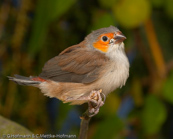 Orange-cheeked Waxbill, Laranjinha, Orangebäckchen, (Estrilda melpoda), astrild oranžovolící, Orangekindet Astrild, Astrild de Mejillas Anaranjadas,   savannivahanokka, Astrild à joues orange, Kvakstrildi, Astrilde guancearancio,   houkouchou, ホオアカカエデチョウ, Oranjekaakje, astryld zlotolicy, astrilda oranžolíca