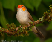 Orange-cheeked Waxbill, Laranjinha, Orangebäckchen, (Estrilda melpoda), astrild oranžovolící, Orangekindet Astrild, Astrild de Mejillas Anaranjadas,   savannivahanokka, Astrild à joues orange, Kvakstrildi, Astrilde guancearancio,   houkouchou, ホオアカカエデチョウ, Oranjekaakje, astryld zlotolicy, astrilda oranžolíca