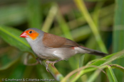 Orange-cheeked Waxbill, Laranjinha, Orangebäckchen, (Estrilda melpoda), astrild oranžovolící, Orangekindet Astrild, Astrild de Mejillas Anaranjadas,   savannivahanokka, Astrild à joues orange, Kvakstrildi, Astrilde guancearancio,   houkouchou, ホオアカカエデチョウ, Oranjekaakje, astryld zlotolicy, astrilda oranžolíca