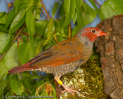 Orange-winged Pytilia, aracachão-d'asa-dourada, Wienerastrild, (	Pytilia afra),astrild Wienerův, Wienerastrild, Pinzón de Alas Anaranjadas, kultasiipipeippo, Beaumarquet à dos jaune, Astro aliarancio, bijosuzume, ビジョスズメ, Wenerastrild, melba zlotoskrzydla, pytília zlatokrídla