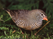 Quail finch,Wachtelastrild (Ortygospiza atricollis)