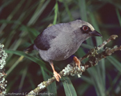 Pale-fronted Negrofinch,  negrita-de-rosto-pálido, Blaßstirnschwärzling, (Nigrita luteifrons), Pale-fronted Negro Finch, černoušek žlutočelý, Gulpandet Skovastrild,  Pinzón Negro de Frente Pálido, nokipeippo, Nigrette à front jaune,  Nigrita frontechiara,   shirobitaikurokimpara,  シロビタイクロキンパラ, Bleekkop-negervink, nigrita jasnoczelna, cernácik žltocelý