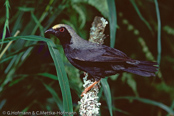 Pale-fronted Negrofinch,  negrita-de-rosto-pálido, Blaßstirnschwärzling, (Nigrita luteifrons), Pale-fronted Negro Finch, černoušek žlutočelý, Gulpandet Skovastrild,  Pinzón Negro de Frente Pálido, nokipeippo, Nigrette à front jaune,  Nigrita frontechiara,   shirobitaikurokimpara,  シロビタイクロキンパラ, Bleekkop-negervink, nigrita jasnoczelna, cernácik žltocelý