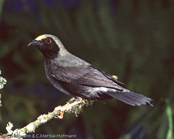 Pale-fronted Negrofinch,  negrita-de-rosto-pálido, Blaßstirnschwärzling, (Nigrita luteifrons), Pale-fronted Negro Finch, černoušek žlutočelý, Gulpandet Skovastrild,  Pinzón Negro de Frente Pálido, nokipeippo, Nigrette à front jaune,  Nigrita frontechiara,   shirobitaikurokimpara,  シロビタイクロキンパラ, Bleekkop-negervink, nigrita jasnoczelna, cernácik žltocelý