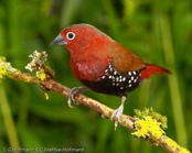 Peters's Twinspot, Pintadinho-de-peito-vermelho, Roter Tropfenastrild, (Hypargos niveoguttatus), vločkovník červený, Rød Dråbeastild, Pinzón Dos Puntos de Peter, punahelmipeippo, Sénégali enflammé, Amaranto fiammante, ararechou,   アラレチョウ, Rode Druppelastrild, kroplik czerwonolicy, vlockovník bodkovaný