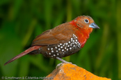 Peters's Twinspot, Pintadinho-de-peito-vermelho, Roter Tropfenastrild, (Hypargos niveoguttatus), vločkovník červený, Rød Dråbeastild, Pinzón Dos Puntos de Peter, punahelmipeippo, Sénégali enflammé, Amaranto fiammante, ararechou,   アラレチョウ, Rode Druppelastrild, kroplik czerwonolicy, vlockovník bodkovaný