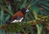 Red-backed Mannikin, Freirinha de costas castanha, Rotrückenelsterchen, ( Spermestes bicolor nigriceps), (Lonchura bicolor nigriceps), stračka hnědohřbetá, Brunrygget Skadefinke, Capuchino de Lomo Castaño,  Capucin à dos brun,  Bruinrugekstertje, mniszka rdzawogrzbieta, Freirinha-de-dorso-vermelho,  mníška hrdzavochrbtá, Brown backed Munia, Brown-backed Mannikin, Brown-backed Munia, Chestnut-backed Munia, Red-backed Mannikin, Rufous-backed Mannikin, Rufous-backed Munia