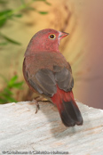 Red-billed Firefinch, Amaranto, Senegal Amrant, (Lagonosticta s. ruberrima),Granadeiro de bico vermelho, Senegalamarant, amarant malý, Amarant, Pinzón Candela de Pico Rojo,  ruusupeippo, Amarante du Sénégal, Logastrildi, Amaranto beccorosso,   kougyokuchou, コウギョクチョウ, Vuurvinkje, amarantka czerwonodzioba,   Крошечный амарант, amarant cervenozobý, Rödnäbbad amarant