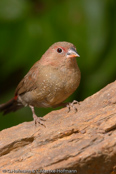 Red-billed Firefinch, Amaranto, Senegal Amrant, (Lagonosticta s. ruberrima),Granadeiro de bico vermelho, Senegalamarant, amarant malý, Amarant, Pinzón Candela de Pico Rojo,  ruusupeippo, Amarante du Sénégal, Logastrildi, Amaranto beccorosso,   kougyokuchou, コウギョクチョウ, Vuurvinkje, amarantka czerwonodzioba,   Крошечный амарант, amarant cervenozobý, Rödnäbbad amarant