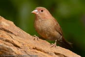 Red-billed Firefinch, Amaranto, Senegal Amrant, (Lagonosticta s. ruberrima),Granadeiro de bico vermelho, Senegalamarant, amarant malý, Amarant, Pinzón Candela de Pico Rojo,  ruusupeippo, Amarante du Sénégal, Logastrildi, Amaranto beccorosso,   kougyokuchou, コウギョクチョウ, Vuurvinkje, amarantka czerwonodzioba,   Крошечный амарант, amarant cervenozobý, Rödnäbbad amarant