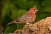 Red-billed Firefinch, Amaranto, Senegal Amrant, (Lagonosticta s. ruberrima),Granadeiro de bico vermelho, Senegalamarant, amarant malý, Amarant, Pinzón Candela de Pico Rojo,  ruusupeippo, Amarante du Sénégal, Logastrildi, Amaranto beccorosso,   kougyokuchou, コウギョクチョウ, Vuurvinkje, amarantka czerwonodzioba,   Крошечный амарант, amarant cervenozobý, Rödnäbbad amarant