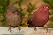 Red-billed Firefinch, Amaranto, Senegal Amrant, (Lagonosticta s. ruberrima),Granadeiro de bico vermelho, Senegalamarant, amarant malý, Amarant, Pinzón Candela de Pico Rojo,  ruusupeippo, Amarante du Sénégal, Logastrildi, Amaranto beccorosso,   kougyokuchou, コウギョクチョウ, Vuurvinkje, amarantka czerwonodzioba,   Крошечный амарант, amarant cervenozobý, Rödnäbbad amarant