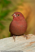 Red-billed Firefinch, Amaranto, Senegal Amrant, (Lagonosticta s. ruberrima),Granadeiro de bico vermelho, Senegalamarant, amarant malý, Amarant, Pinzón Candela de Pico Rojo,  ruusupeippo, Amarante du Sénégal, Logastrildi, Amaranto beccorosso,   kougyokuchou, コウギョクチョウ, Vuurvinkje, amarantka czerwonodzioba,   Крошечный амарант, amarant cervenozobý, Rödnäbbad amarant