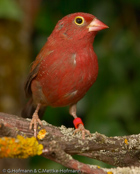 ),Granadeiro de bico vermelho, Senegalamarant, amarant malý, Amarant, Pinzón Candela de Pico Rojo,  ruusupeippo, Amarante du Sénégal, Logastrildi, Amaranto beccorosso,   kougyokuchou, コウギョクチョウ, Vuurvinkje, amarantka czerwonodzioba,   Крошечный амарант, amarant cervenozobý, Rödnäbbad amarant