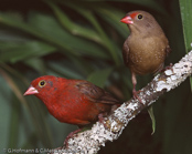 ),Granadeiro de bico vermelho, Senegalamarant, amarant malý, Amarant, Pinzón Candela de Pico Rojo,  ruusupeippo, Amarante du Sénégal, Logastrildi, Amaranto beccorosso,   kougyokuchou, コウギョクチョウ, Vuurvinkje, amarantka czerwonodzioba,   Крошечный амарант, amarant cervenozobý, Rödnäbbad amarant