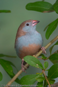 Red-cheeked Cordon-blue, Cordon-blue, Schmetterlingsastrild, (Uraeginthus bengalus), Red-cheeked Blue-Waxbill, motýlek rudouchý, Sommerfuglefinke,   Cordón Azul de Mejillas Rojas, punaposkipeippo, Cordonbleu à joues rouges,   Blástrildi, Cordon blu guancerosse, seikichou, セイキチョウ, Blauwfazantje,   motylik krasnouchy, Красноухий астрильд, motýlik cervenosluchý