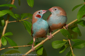 Red-cheeked Cordon-blue, Cordon-blue, Schmetterlingsastrild, (Uraeginthus bengalus), Red-cheeked Blue-Waxbill, motýlek rudouchý, Sommerfuglefinke,   Cordón Azul de Mejillas Rojas, punaposkipeippo, Cordonbleu à joues rouges,   Blástrildi, Cordon blu guancerosse, seikichou, セイキチョウ, Blauwfazantje,   motylik krasnouchy, Красноухий астрильд, motýlik cervenosluchý