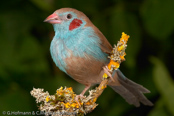 Red-cheeked Cordon-blue, Cordon-blue, Schmetterlingsastrild, (Uraeginthus bengalus), Red-cheeked Blue-Waxbill, motýlek rudouchý, Sommerfuglefinke,   Cordón Azul de Mejillas Rojas, punaposkipeippo, Cordonbleu à joues rouges,   Blástrildi, Cordon blu guancerosse, seikichou, セイキチョウ, Blauwfazantje,   motylik krasnouchy, Красноухий астрильд, motýlik cervenosluchý