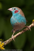 Red-cheeked Cordon-blue, Cordon-blue, Schmetterlingsastrild, (Uraeginthus bengalus), Red-cheeked Blue-Waxbill, motýlek rudouchý, Sommerfuglefinke,   Cordón Azul de Mejillas Rojas, punaposkipeippo, Cordonbleu à joues rouges,   Blástrildi, Cordon blu guancerosse, seikichou, セイキチョウ, Blauwfazantje,   motylik krasnouchy, Красноухий астрильд, motýlik cervenosluchý