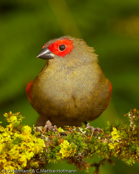 Red-faced Crimson-wing, Asa-vermelha-de-mascarilha, Reichenows Bergastrild (Cryptospiza reichenovii), astrild horský, Bergastrild,  Bjergastrild, Pinzón Alirojo de Cara Roja,   pikkupunapeippo, Sénégali de Reichenow, Alarossa di Reichenow, akagaohagoromokimpara,   アカガオハゴロモキンパラ,  Reichenows bergastrilde, krasnorzytka maskowa,  Asa-vermelha-de-mascarilha, karmínka horská,