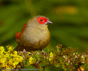 Red-faced Crimson-wing, Asa-vermelha-de-mascarilha, Reichenows Bergastrild (Cryptospiza reichenovii), astrild horský, Bergastrild,  Bjergastrild, Pinzón Alirojo de Cara Roja,   pikkupunapeippo, Sénégali de Reichenow, Alarossa di Reichenow, akagaohagoromokimpara,   アカガオハゴロモキンパラ,  Reichenows bergastrilde, krasnorzytka maskowa,  Asa-vermelha-de-mascarilha, karmínka horská,