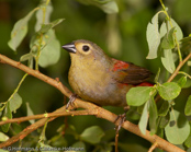 Red-faced Crimson-wing, Asa-vermelha-de-mascarilha, Reichenows Bergastrild (Cryptospiza reichenovii), astrild horský, Bergastrild,  Bjergastrild, Pinzón Alirojo de Cara Roja,   pikkupunapeippo, Sénégali de Reichenow, Alarossa di Reichenow, akagaohagoromokimpara,   アカガオハゴロモキンパラ,  Reichenows bergastrilde, krasnorzytka maskowa,  Asa-vermelha-de-mascarilha, karmínka horská,