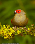 Red-faced Crimson-wing, Asa-vermelha-de-mascarilha, Reichenows Bergastrild (Cryptospiza reichenovii), astrild horský, Bergastrild,  Bjergastrild, Pinzón Alirojo de Cara Roja,   pikkupunapeippo, Sénégali de Reichenow, Alarossa di Reichenow, akagaohagoromokimpara,   アカガオハゴロモキンパラ,  Reichenows bergastrilde, krasnorzytka maskowa,  Asa-vermelha-de-mascarilha, karmínka horská,