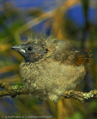 Red-faced Pytilia, Rotmaskenastrild, , Aurora de face vermelha, (Pytilia hypogrammica), astrild rudočelý, Rødmasket Astrild,  Pinzón de Alas Amarillas,   keltasiipipeippo, Beaumarquet à ailes jaunes, Astro facciarossa, kibanebijosuzume, キバネビジョスズメ, Roodmasker-astrild, melba czerwonolica,   pytília cervenocelá