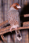 Red-headed Finch, degolado-de-cabeça-vermelha, Rotkopfamadine, (Amadina erythrocephala), Paradise Sparrow,amadina červenohlavá,  Rødhovedet Amadine,  Capuchino de Cabeza Roja, suomuviiltopeippo, Amadine à tête rouge, Amadina testarossa, ooikkouchou, オオイッコウチョウ, Roodkopamandine, amadyna czerwonoglowa,  Degolado-de-cabeça-vermelha,   Красноголовая амадина, amadina cervenohlavá