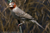 Red-headed Finch, degolado-de-cabeça-vermelha, Rotkopfamadine, (Amadina erythrocephala), Paradise Sparrow,amadina červenohlavá,  Rødhovedet Amadine,  Capuchino de Cabeza Roja, suomuviiltopeippo, Amadine à tête rouge, Amadina testarossa, ooikkouchou, オオイッコウチョウ, Roodkopamandine, amadyna czerwonoglowa,  Degolado-de-cabeça-vermelha,   Красноголовая амадина, amadina cervenohlavá