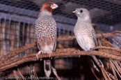 Red-headed Finch, degolado-de-cabeça-vermelha, Rotkopfamadine, (Amadina erythrocephala), Paradise Sparrow,amadina červenohlavá,  Rødhovedet Amadine,  Capuchino de Cabeza Roja, suomuviiltopeippo, Amadine à tête rouge, Amadina testarossa, ooikkouchou, オオイッコウチョウ, Roodkopamandine, amadyna czerwonoglowa,  Degolado-de-cabeça-vermelha,   Красноголовая амадина, amadina cervenohlavá