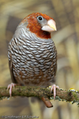 Red-headed Finch, degolado-de-cabeça-vermelha, Rotkopfamadine, (Amadina erythrocephala), Paradise Sparrow,amadina červenohlavá,  Rødhovedet Amadine,  Capuchino de Cabeza Roja, suomuviiltopeippo, Amadine à tête rouge, Amadina testarossa, ooikkouchou, オオイッコウチョウ, Roodkopamandine, amadyna czerwonoglowa,  Degolado-de-cabeça-vermelha,   Красноголовая амадина, amadina cervenohlavá