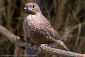 Red-headed Finch, degolado-de-cabeça-vermelha, Rotkopfamadine, (Amadina erythrocephala), Paradise Sparrow,amadina červenohlavá,  Rødhovedet Amadine,  Capuchino de Cabeza Roja, suomuviiltopeippo, Amadine à tête rouge, Amadina testarossa, ooikkouchou, オオイッコウチョウ, Roodkopamandine, amadyna czerwonoglowa,  Degolado-de-cabeça-vermelha,   Красноголовая амадина, amadina cervenohlavá