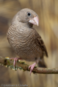 Red-headed Finch, degolado-de-cabeça-vermelha, Rotkopfamadine, (Amadina erythrocephala), Paradise Sparrow,amadina červenohlavá,  Rødhovedet Amadine,  Capuchino de Cabeza Roja, suomuviiltopeippo, Amadine à tête rouge, Amadina testarossa, ooikkouchou, オオイッコウチョウ, Roodkopamandine, amadyna czerwonoglowa,  Degolado-de-cabeça-vermelha,   Красноголовая амадина, amadina cervenohlavá