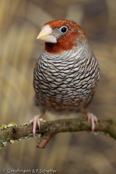 Red-headed Finch, degolado-de-cabeça-vermelha, Rotkopfamadine, (Amadina erythrocephala), Paradise Sparrow,amadina červenohlavá,  Rødhovedet Amadine,  Capuchino de Cabeza Roja, suomuviiltopeippo, Amadine à tête rouge, Amadina testarossa, ooikkouchou, オオイッコウチョウ, Roodkopamandine, amadyna czerwonoglowa,  Degolado-de-cabeça-vermelha,   Красноголовая амадина, amadina cervenohlavá