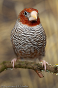 Red-headed Finch, degolado-de-cabeça-vermelha, Rotkopfamadine, (Amadina erythrocephala), Paradise Sparrow,amadina červenohlavá,  Rødhovedet Amadine,  Capuchino de Cabeza Roja, suomuviiltopeippo, Amadine à tête rouge, Amadina testarossa, ooikkouchou, オオイッコウチョウ, Roodkopamandine, amadyna czerwonoglowa,  Degolado-de-cabeça-vermelha,   Красноголовая амадина, amadina cervenohlavá