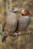 Red-headed Finch, degolado-de-cabeça-vermelha, Rotkopfamadine, (Amadina erythrocephala), Paradise Sparrow,amadina červenohlavá,  Rødhovedet Amadine,  Capuchino de Cabeza Roja, suomuviiltopeippo, Amadine à tête rouge, Amadina testarossa, ooikkouchou, オオイッコウチョウ, Roodkopamandine, amadyna czerwonoglowa,  Degolado-de-cabeça-vermelha,   Красноголовая амадина, amadina cervenohlavá