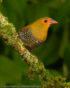 Schlegels Twinspot, Pintadinho-verde, Schlegels Tropfenastrild, ( Mandingoa nitidula schlegeli), West African Green-backed, Green Twinspot,   Pinzón Dos Puntos de Lomo Verde,   Sénégali vert, Mandingo bimaculato